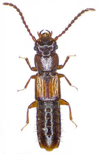 Réf. 189 130 : Siagonium quadricorne
